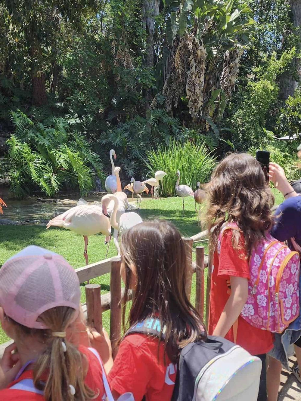 Flamingos in a lush garden setting, popular attraction at Quest For Directions, perfect for family visits and wildlife experiences.