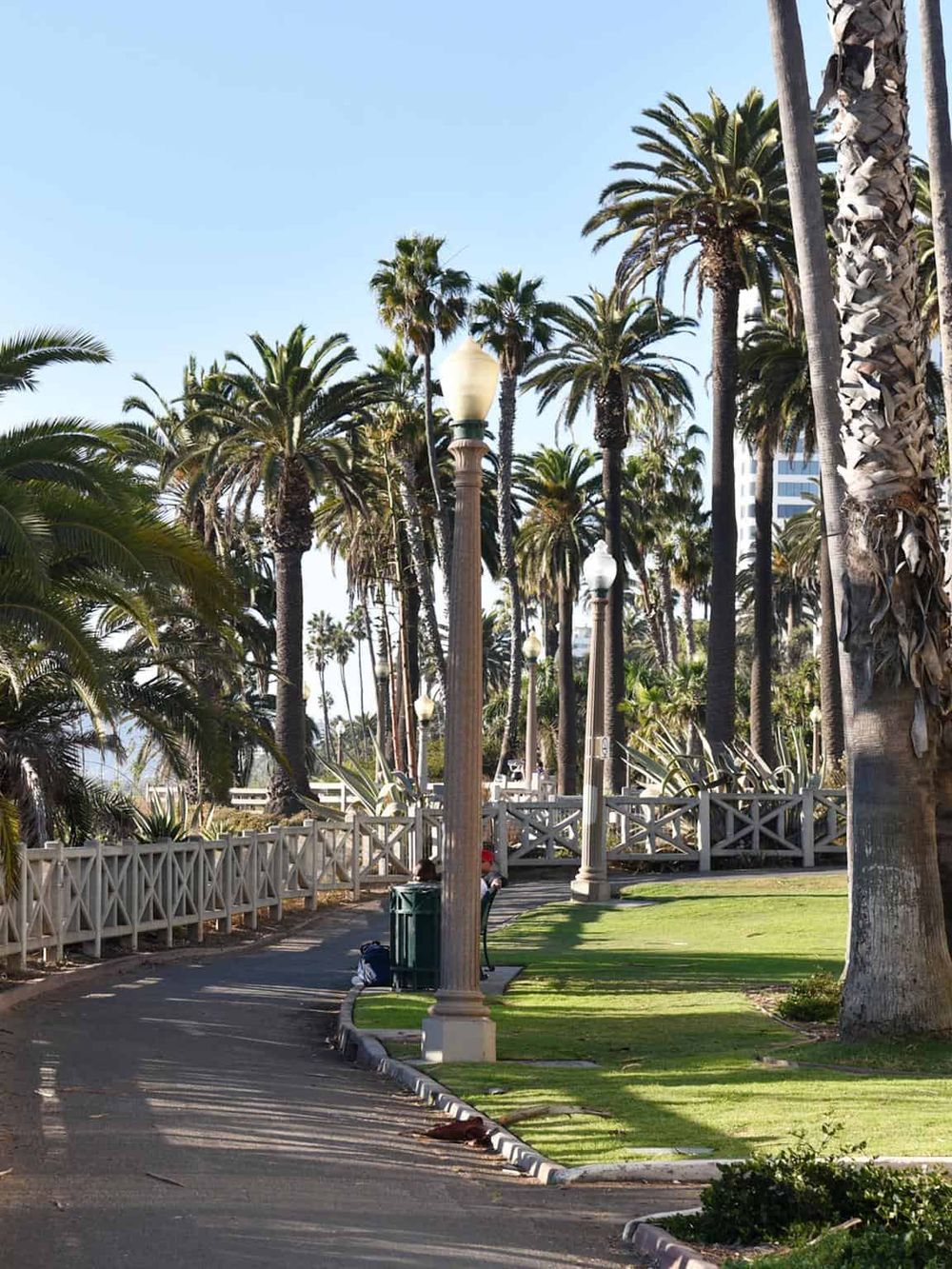 Palm tree promenade at seaside park with sunlight and benches, ideal for leisure and walking.