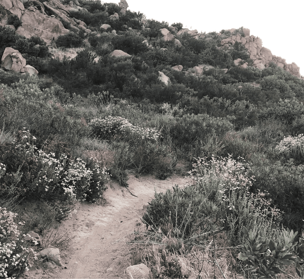 Climbing trail through desert landscape with rocks and wildflowers.