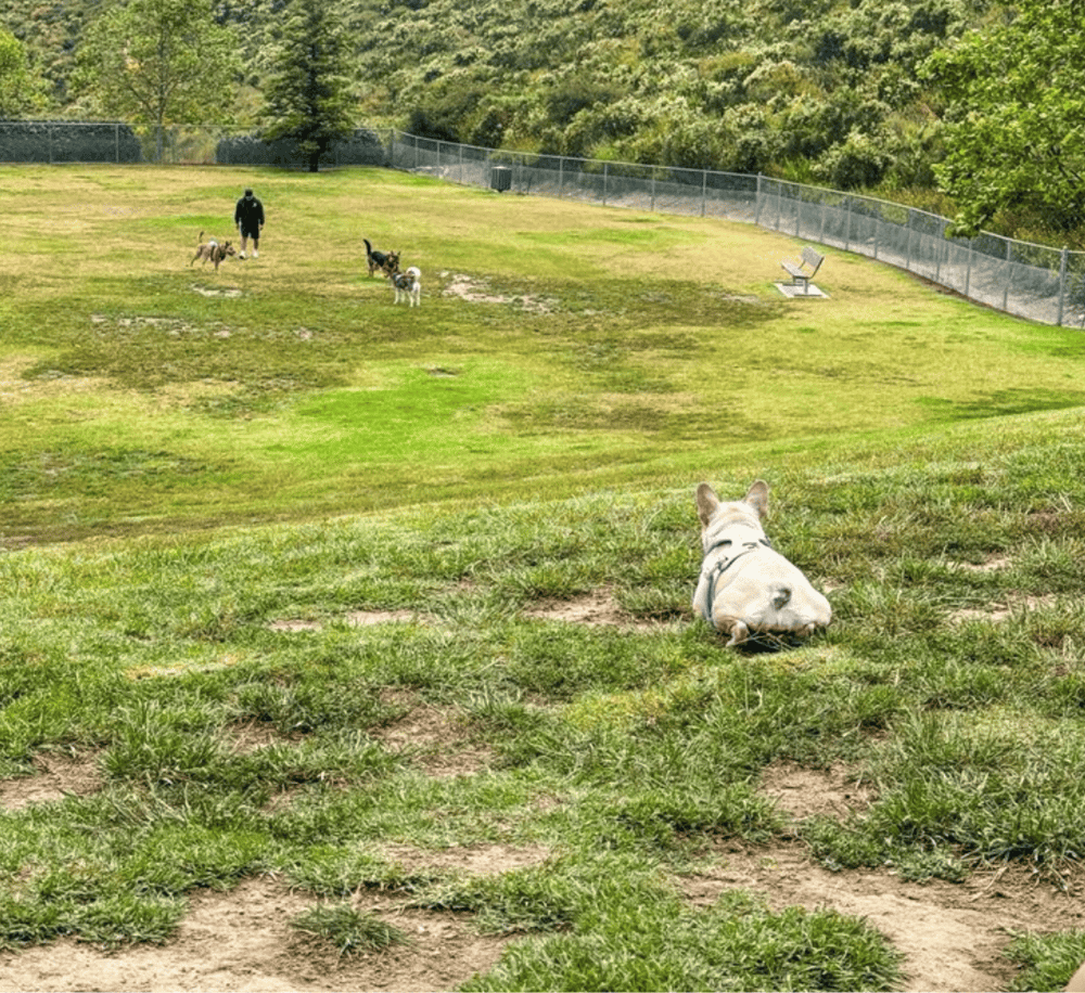 Dog park with multiple dogs playing and a person walking, surrounded by green trees and open space.