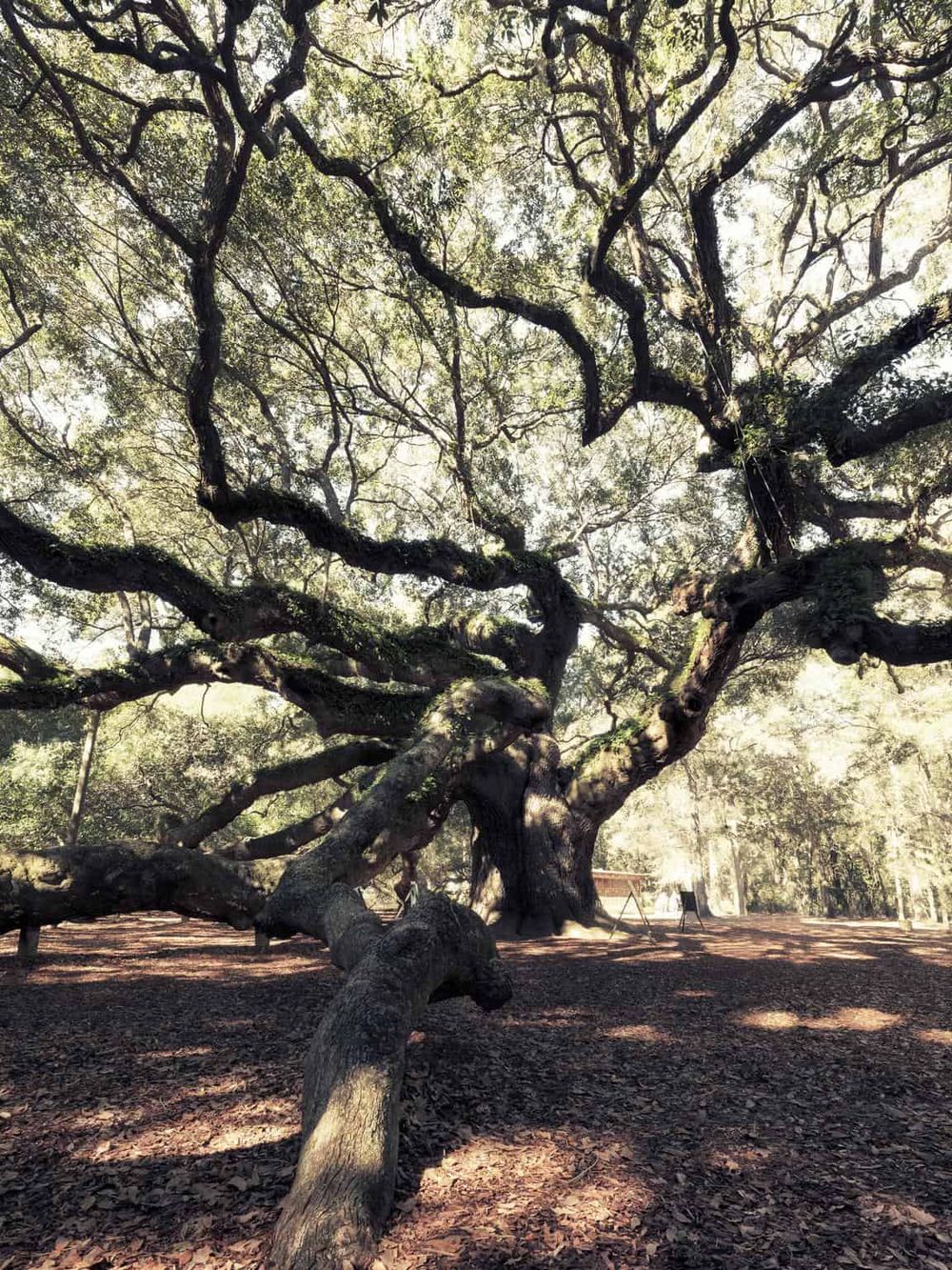 Vibrant large tree in a forest with sprawling branches and leafy canopy, emphasizing nature and outdoor adventures.