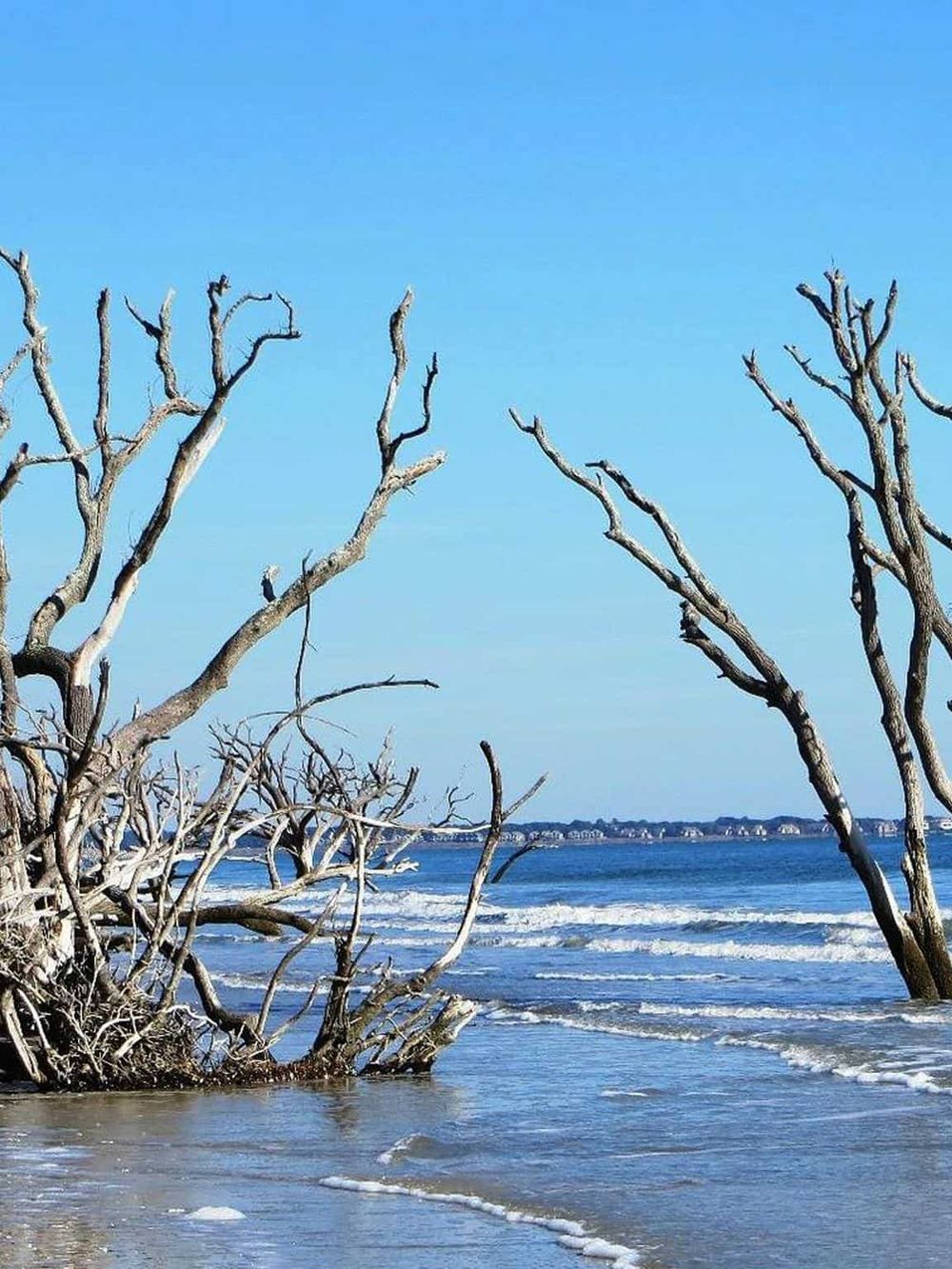 Dead trees by the ocean under a clear blue sky, peaceful coastal scenery.