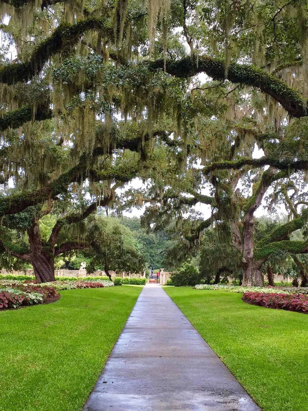 Majestic oak trees draped with Spanish moss line a peaceful garden pathway, creating a serene outdoor oasis.