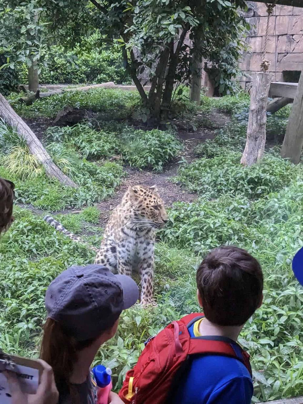 Close-up of children watching a leopard at the zoo, emphasizing wildlife encounters and family-friendly attractions.