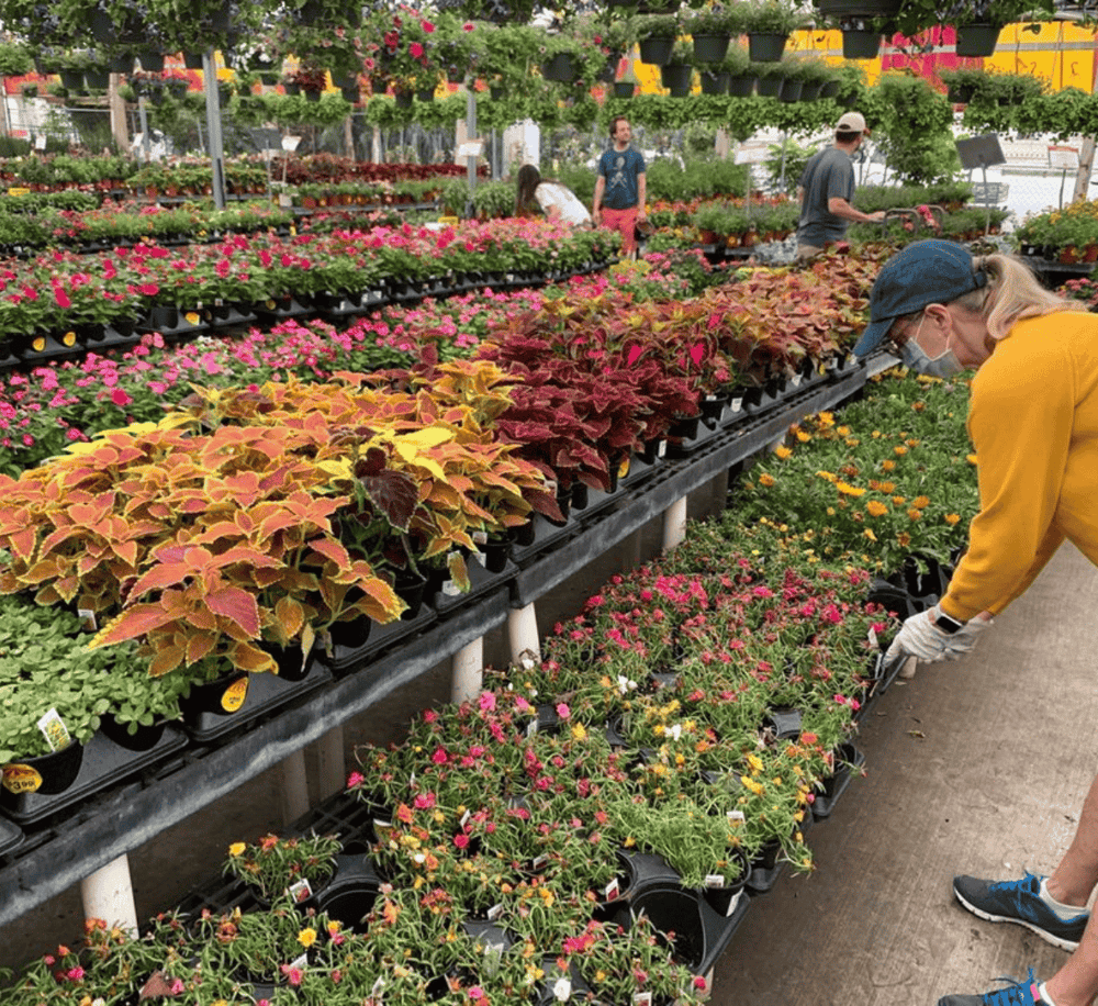 Vibrant flower nursery with colorful plants and customers shopping for gardening supplies.