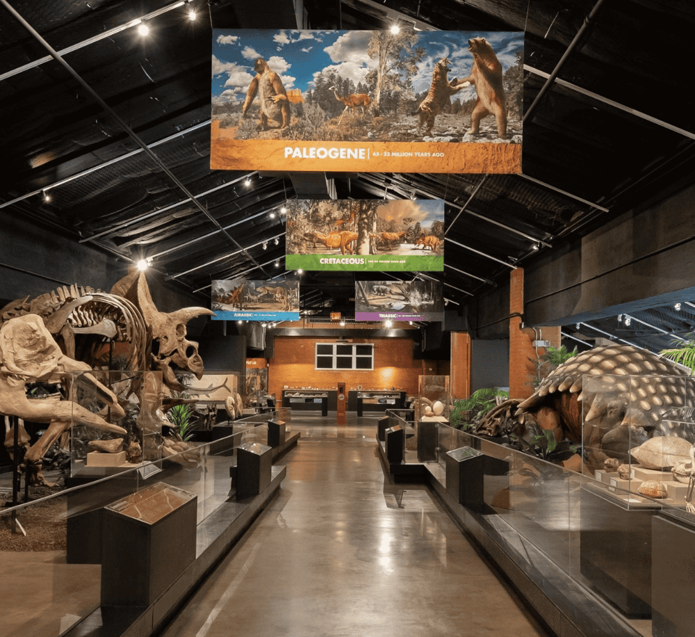 Fossil exhibit showcasing prehistoric animals and evolutionary history at QuestForDirections museum.