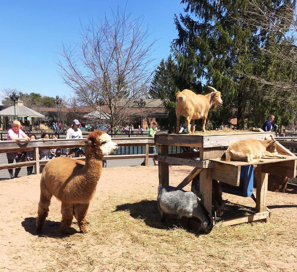Colorful farm animal display at QuestForDirections amusement park. Visitors enjoy interactions with goats, pigs, and llamas outdoors.