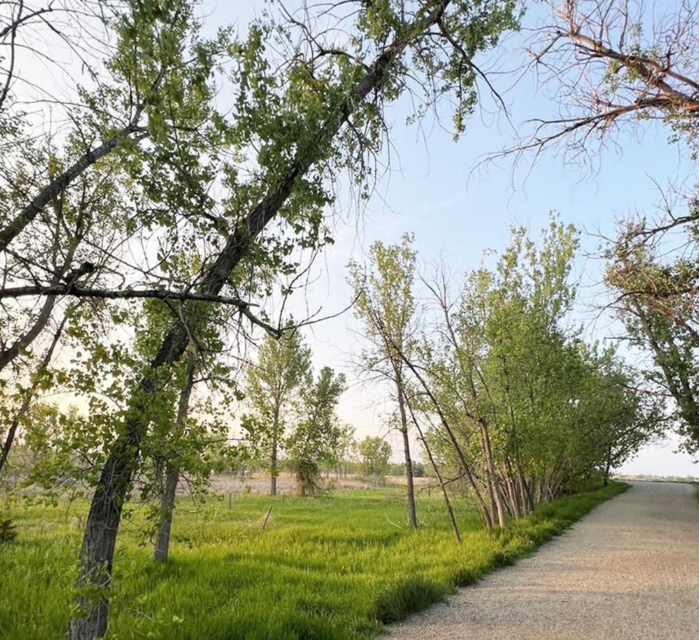 Lush green trees along a rural dirt road, peaceful outdoor scenery, springtime nature, outdoor travel, scenic countryside, QuestForDirections.