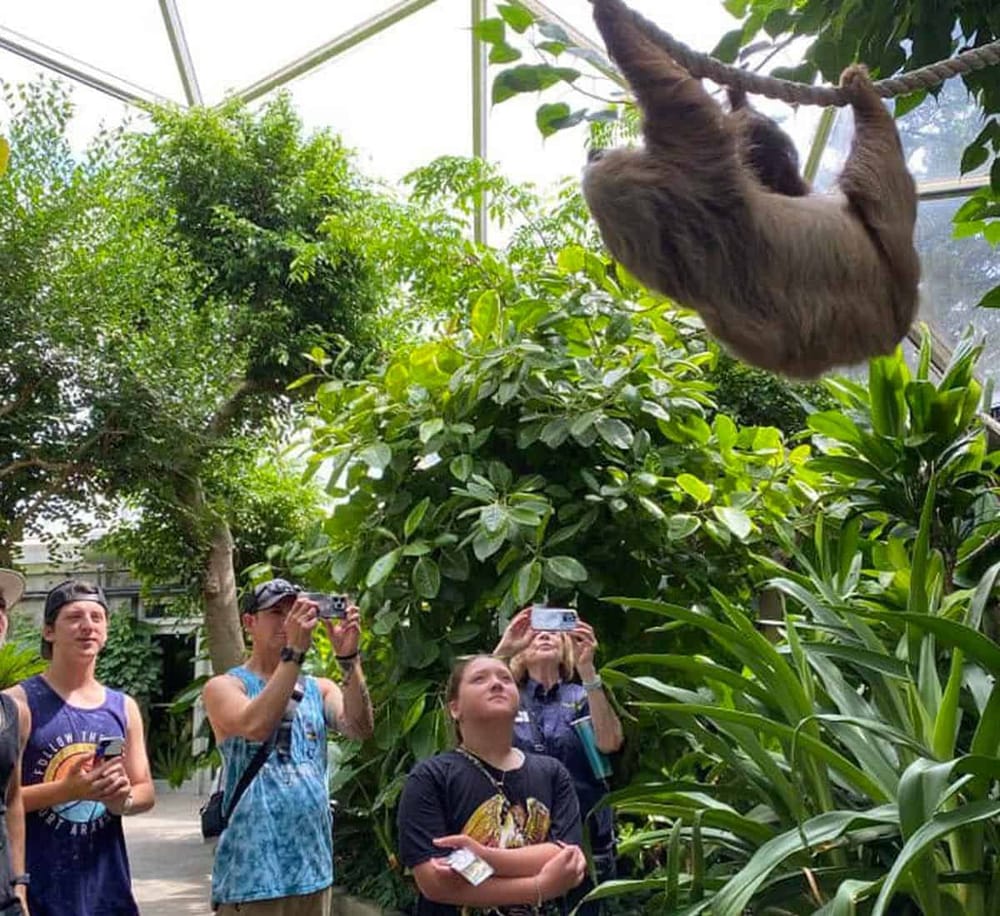 Colorful sloth at the zoo in tropical rainforest, surrounded by visitors taking photos.