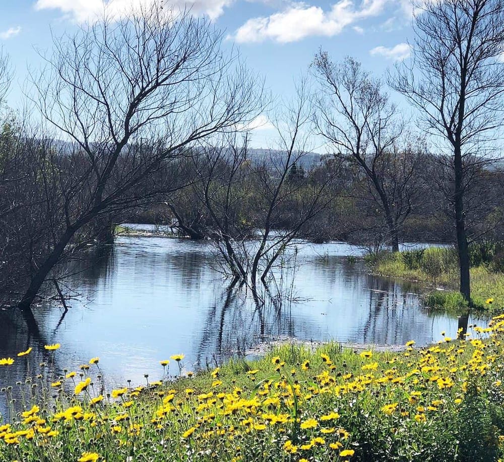 Serene river scene with leafless trees, blooming yellow flowers, and clear blue sky in nature.