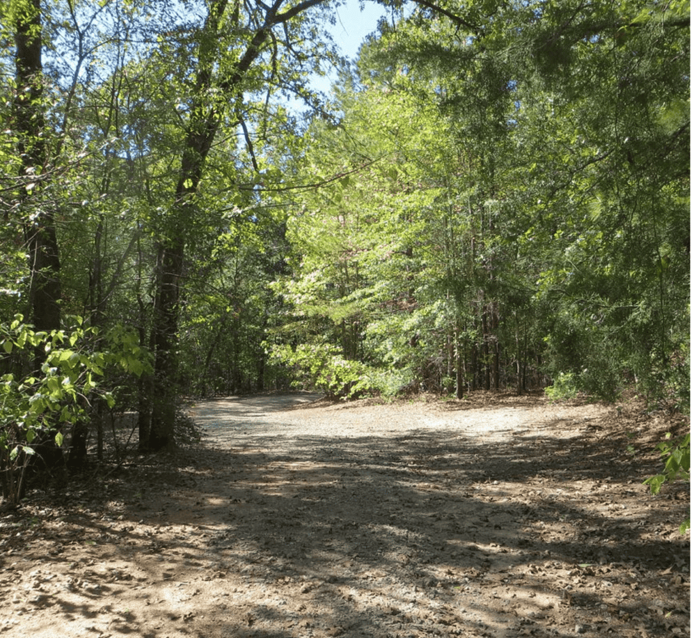 Winding forest trail with lush green trees and sunlight filtering through, ideal for outdoor adventures.