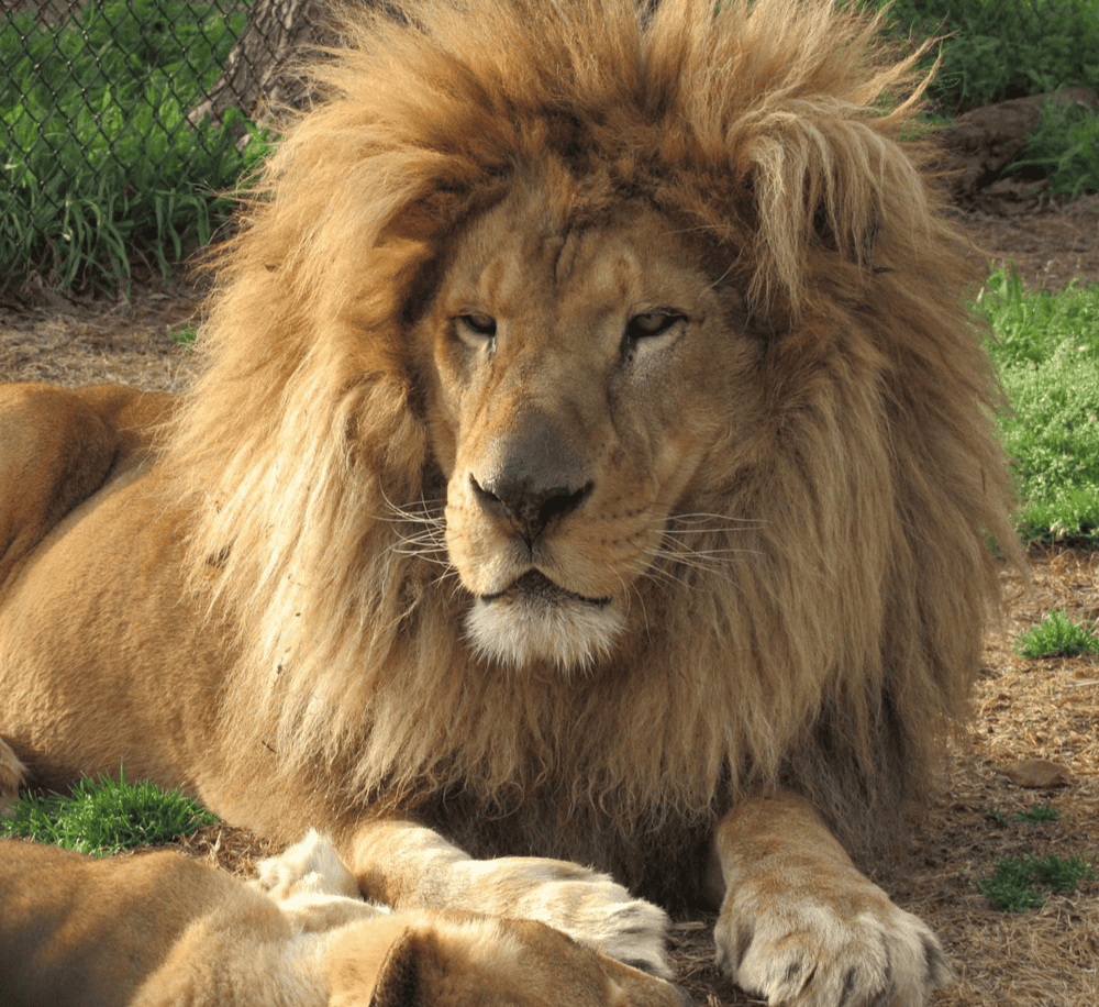 Majestic lion resting with a proud mane in a natural habitat, symbolizing wildlife adventure and animal conservation.