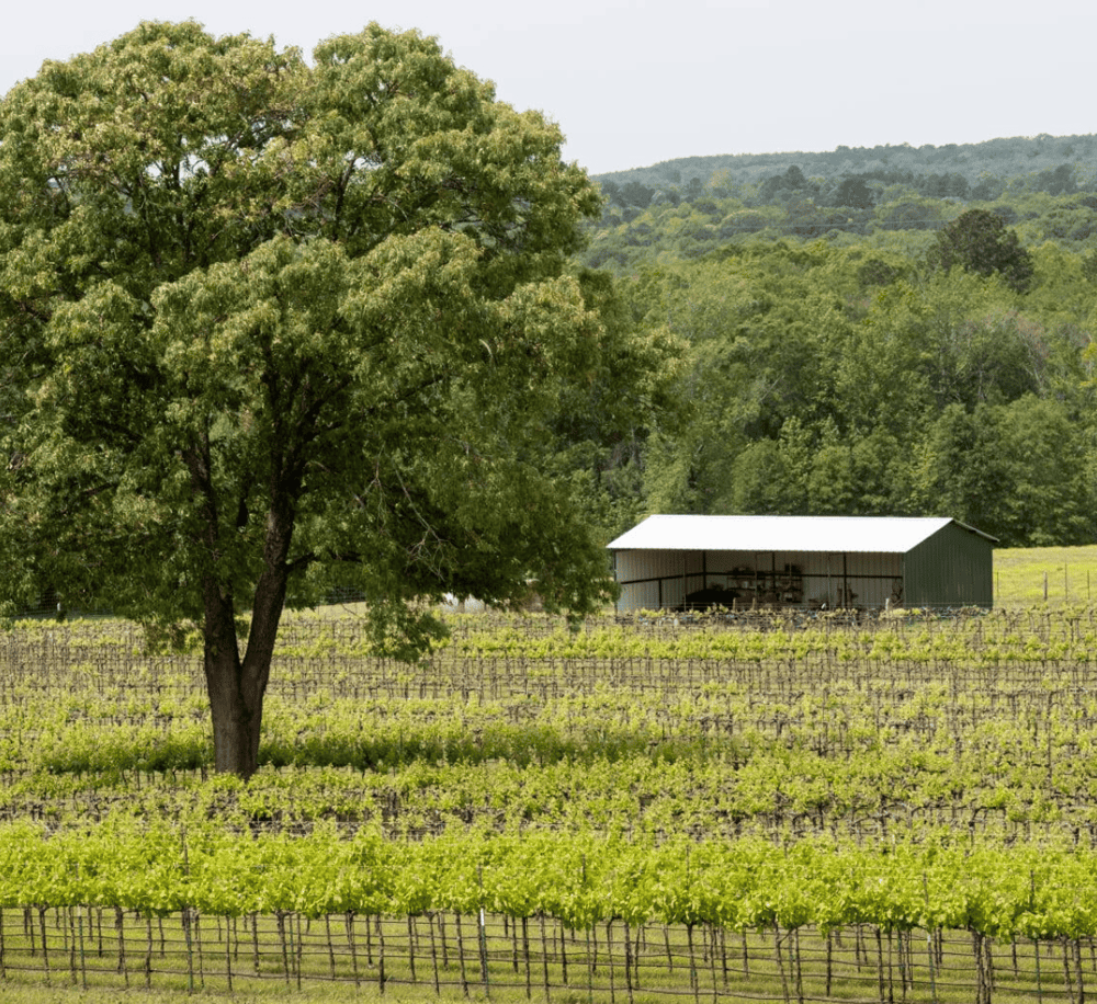 Lush vineyard with a large tree and a vineyard storage shed, scenic rural landscape for QuestForDirections.