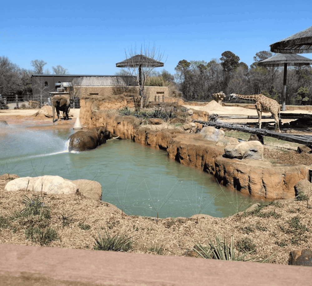 Elephants and giraffes at zoo animal exhibit with water feature and shaded areas.