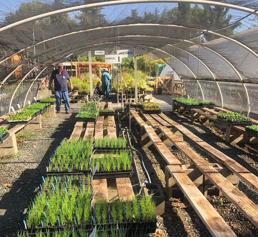 Lush vegetable seedlings growing inside a greenhouse at QuestForDirections community garden.