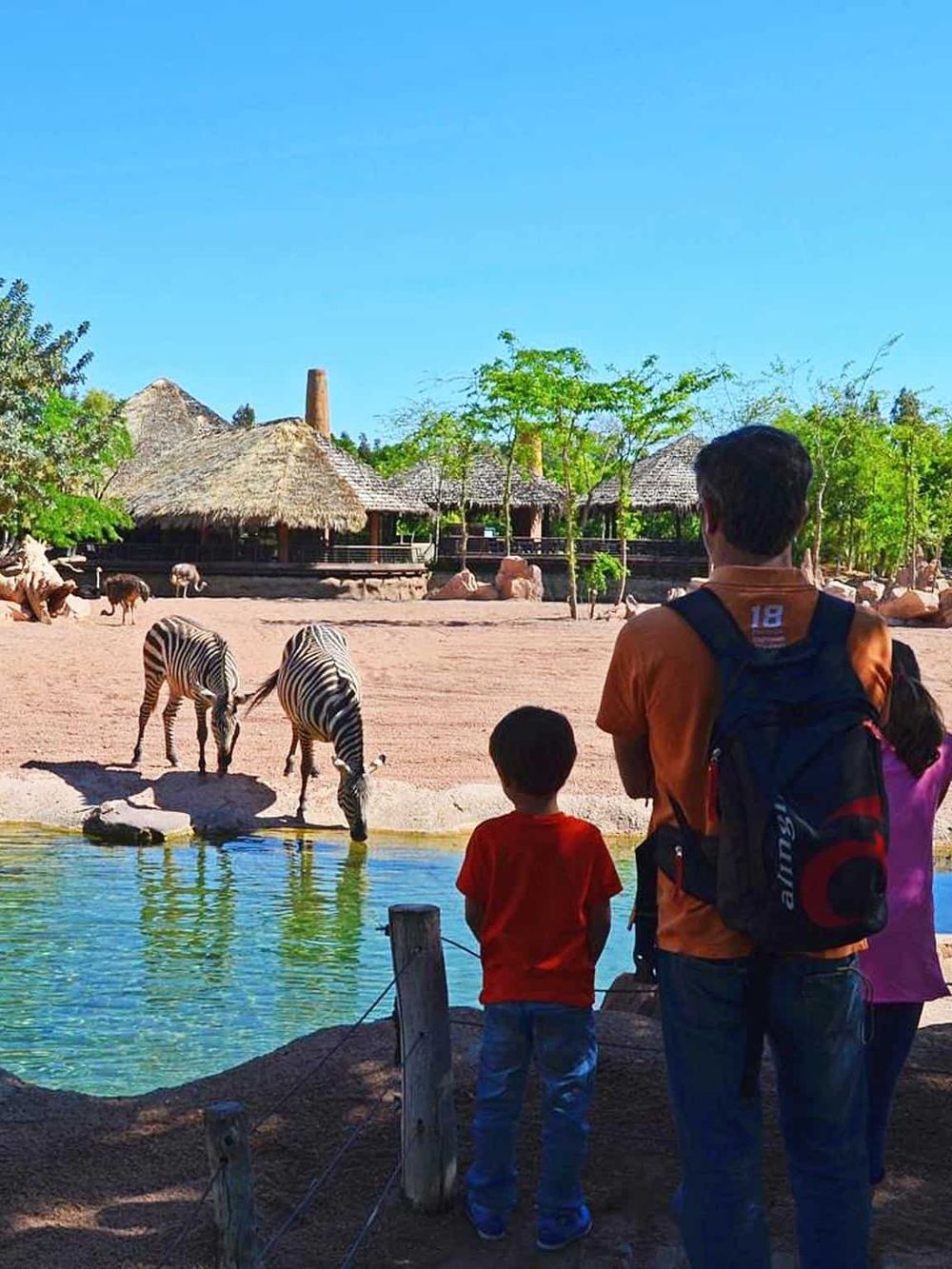 Zebra exhibit at a zoo, with visitors observing animals and traditional thatched-roof structures in the background.