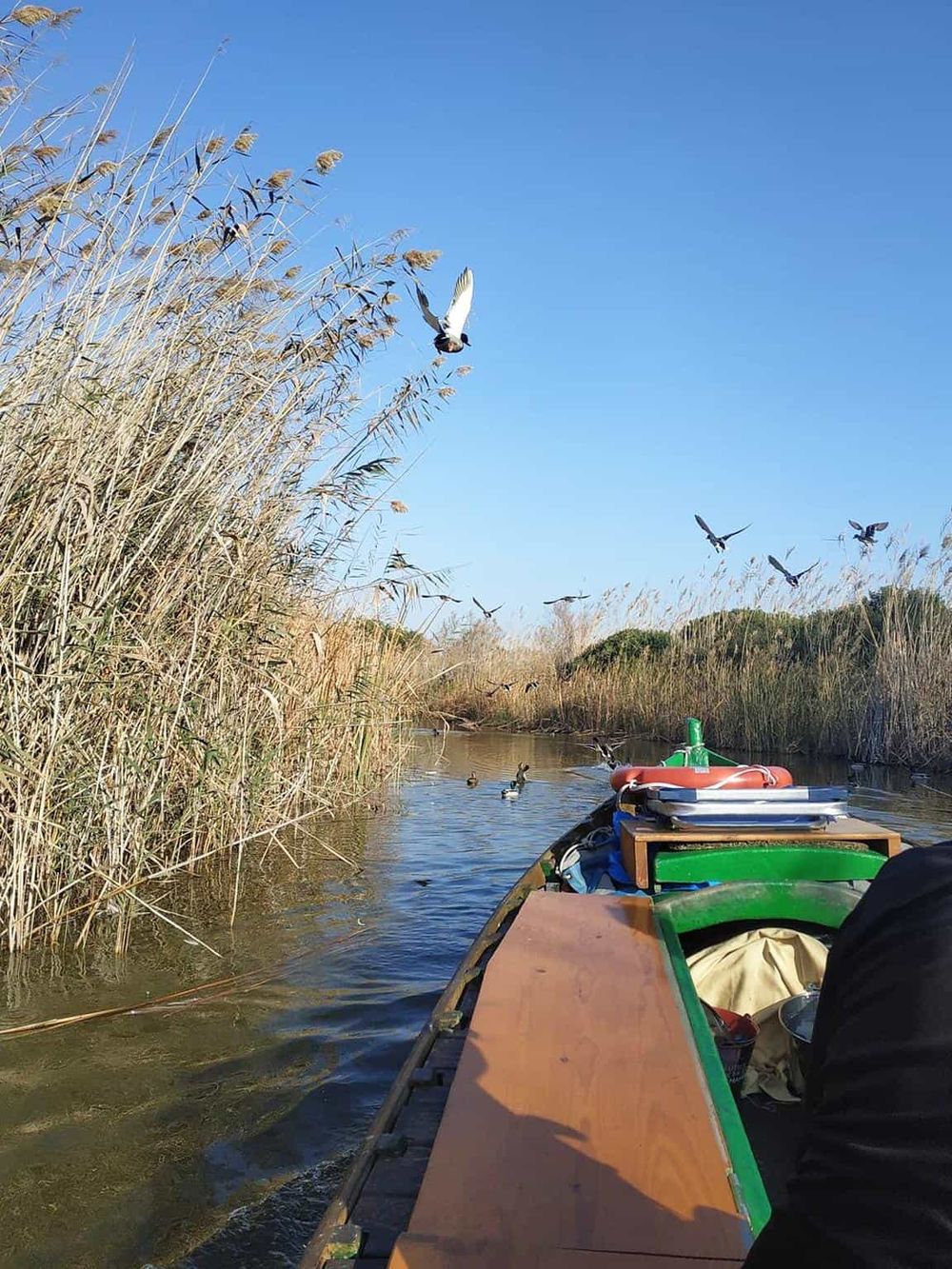 Birds flying over a kayak on a peaceful river surrounded by tall reeds.