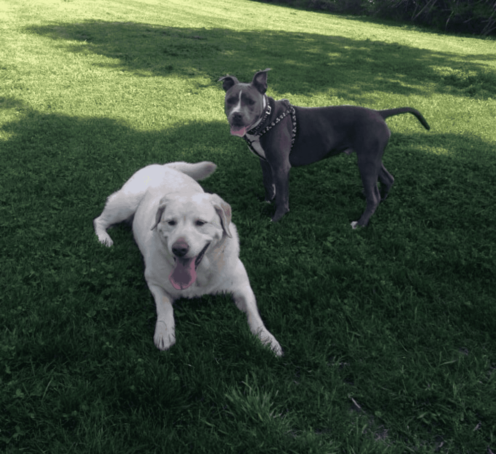 Playful dogs enjoying time outdoors in lush green grass, showcasing friendly pet companionship.