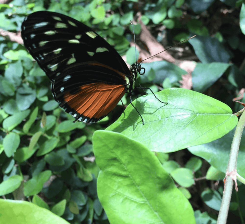 Vivid butterfly perched on a green leaf in lush garden setting.