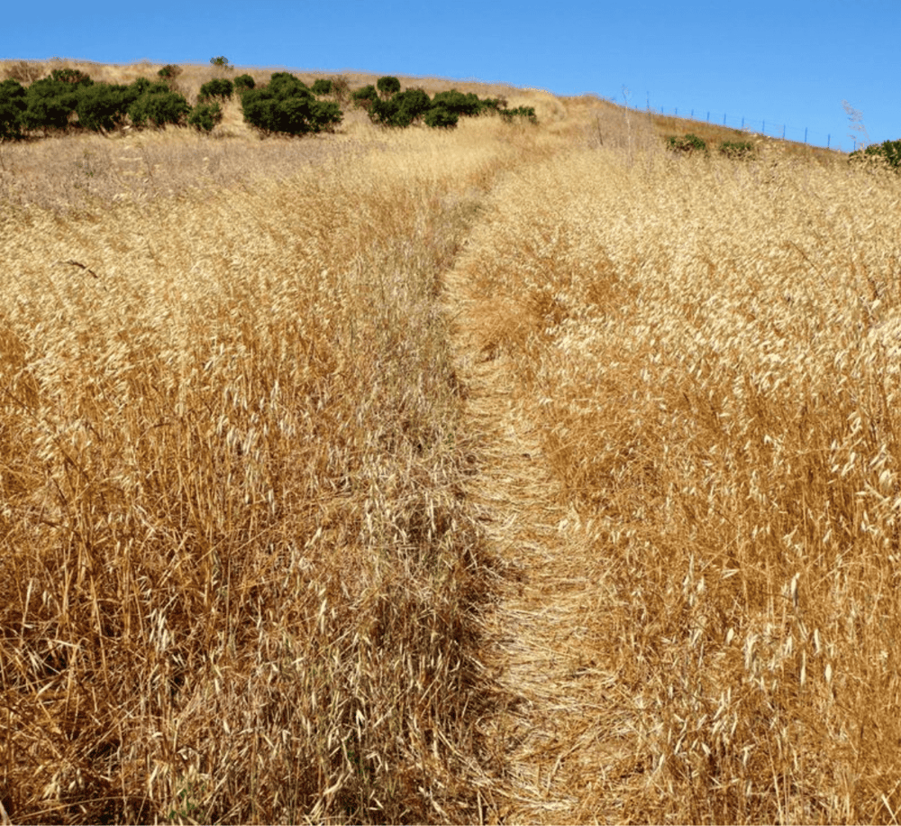 Golden wheat fields with a trail in a rural landscape, ideal for agricultural or rural travel content.