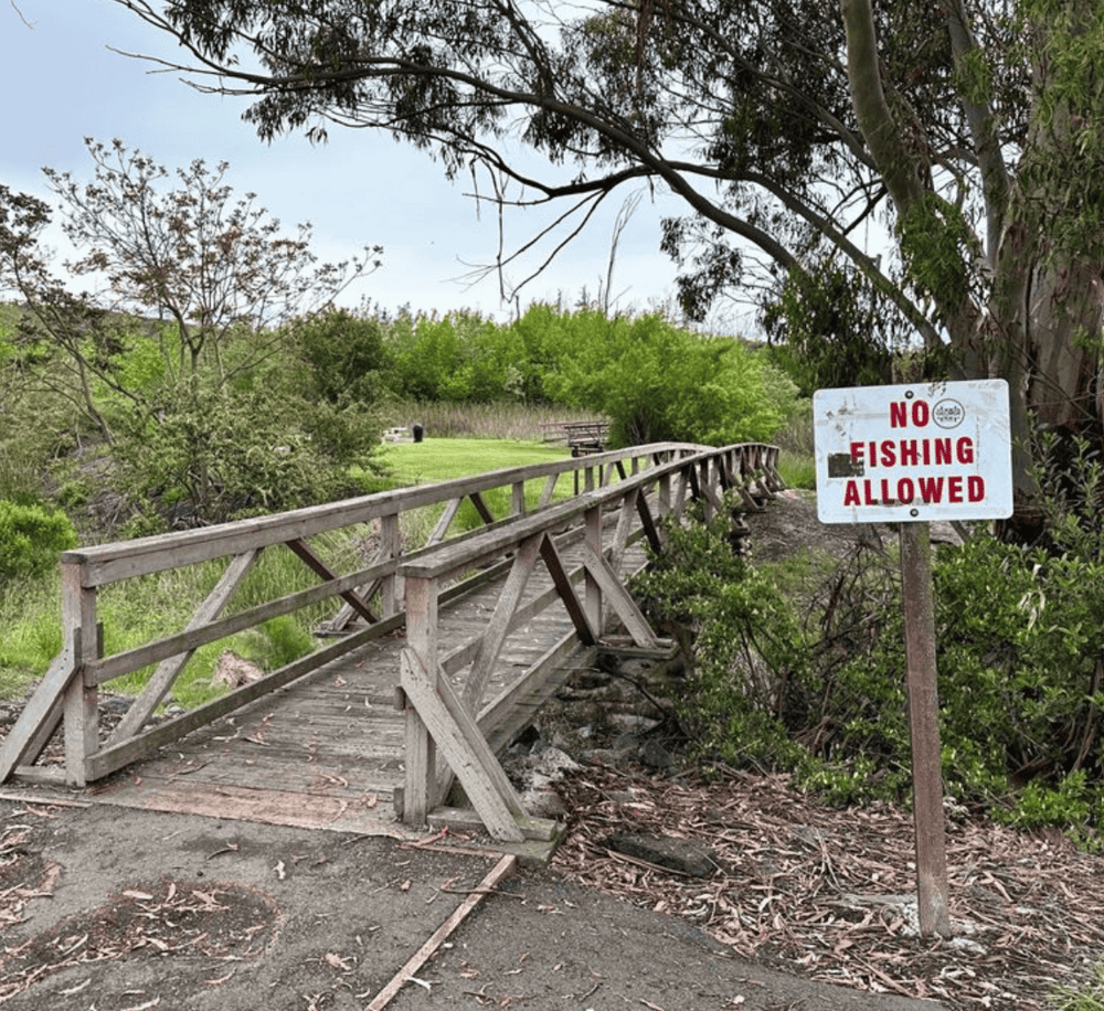 No fishing allowed sign at nature park shoreline; wooden bridge and lush greenery.