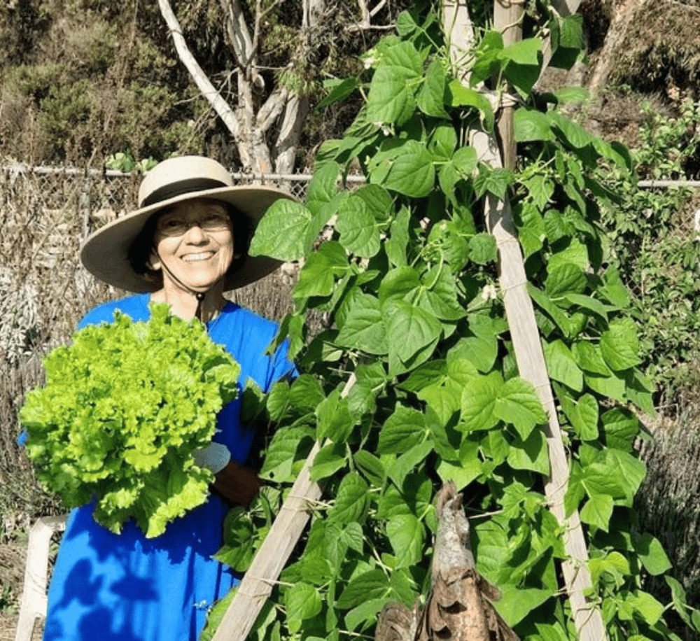 Lush green garden with woman holding fresh lettuce, vibrant plants, and gardening success.