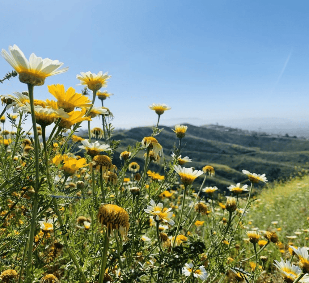 Golden daisies blooming with scenic hills in the background, capturing outdoor nature photography and landscape views.