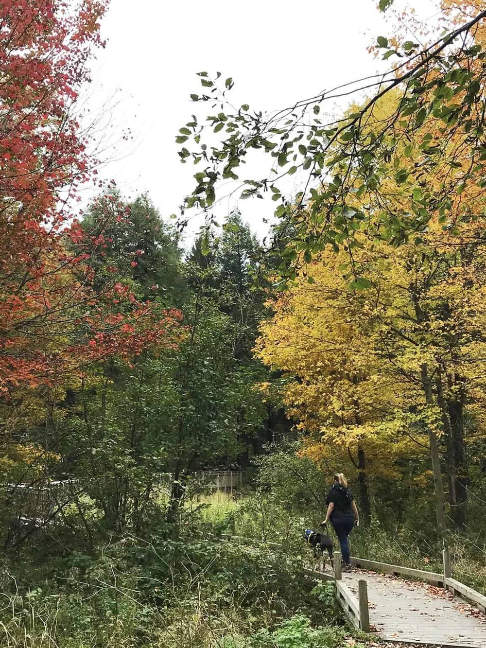 Colorful autumn forest with a woman walking her dog on a small wooden bridge, highlighting outdoor exploration and nature adventures.