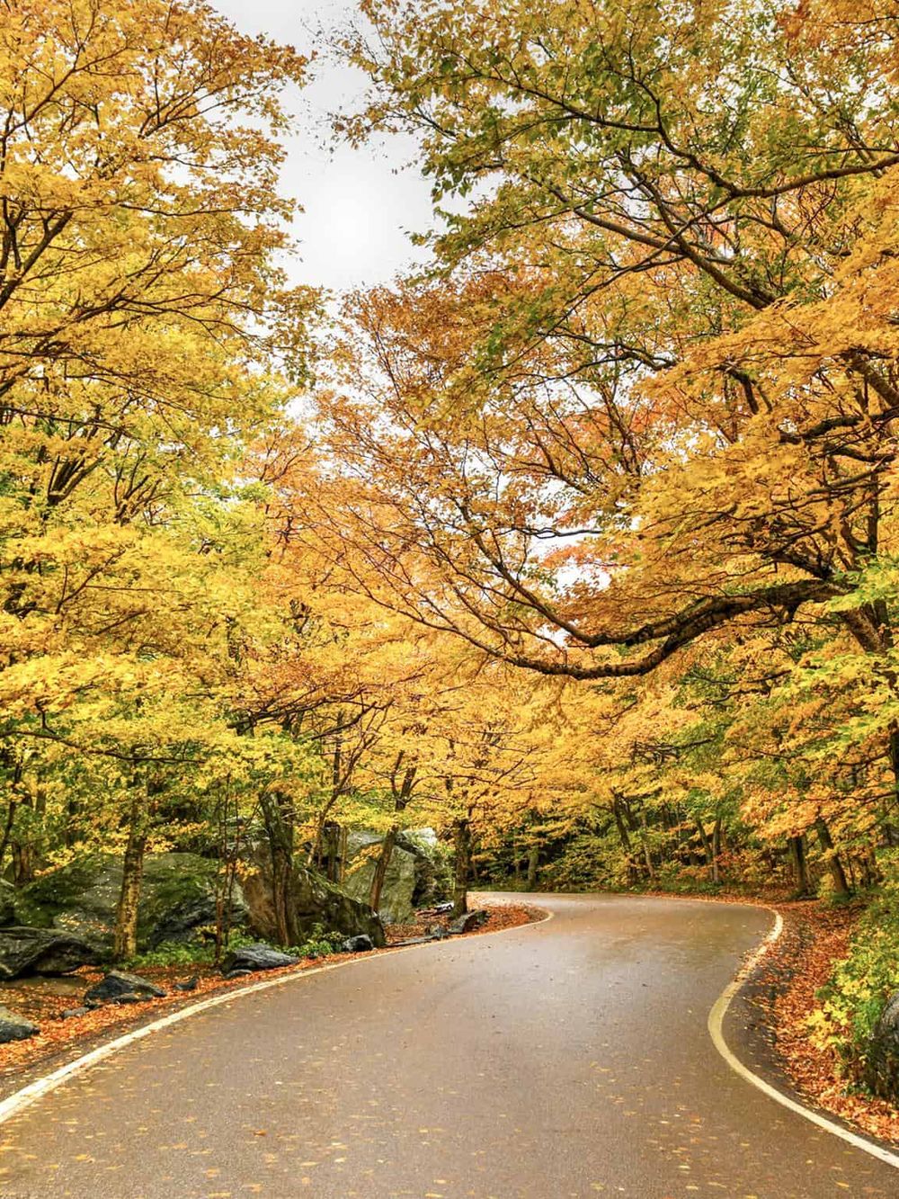 Vibrant fall foliage on a scenic winding road during autumn.