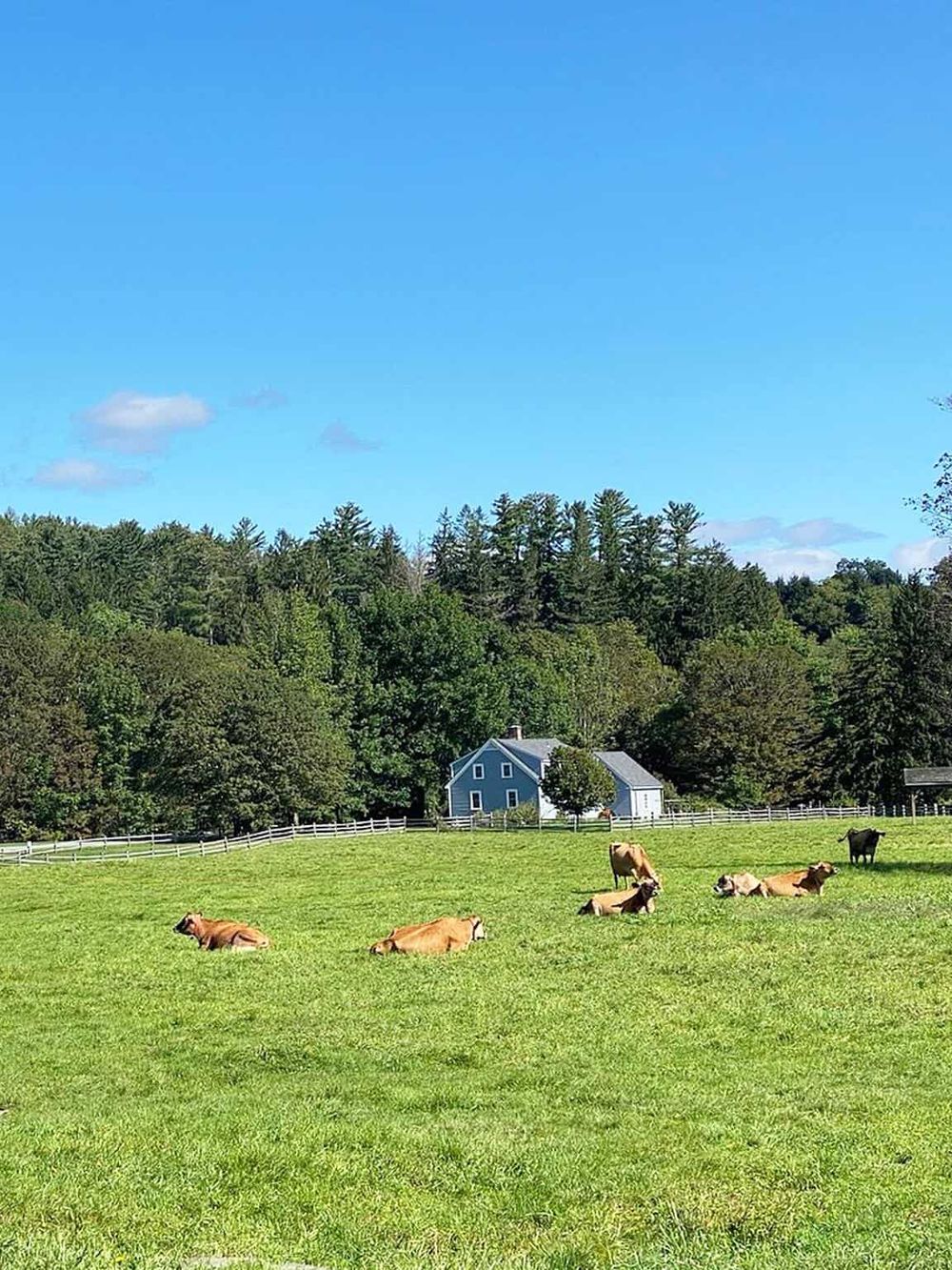 Pastoral farm scene with grazing cows, lush green fields, and a blue house under a clear sky.