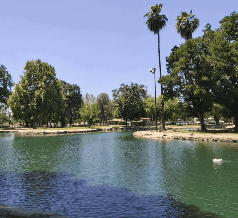 Serene park pond with lush trees and tall palm trees in QuestForDirections location.
