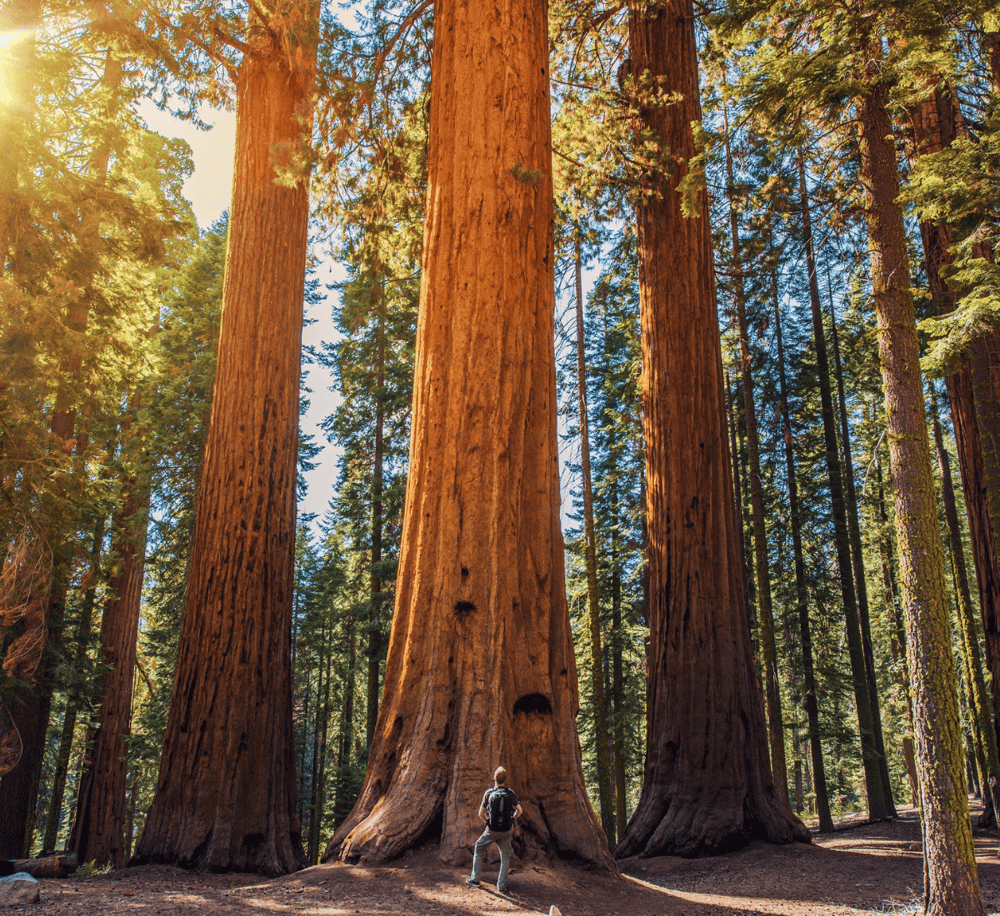 Majestic redwood trees in California forest, tall and ancient, perfect for nature exploration and outdoor adventures.