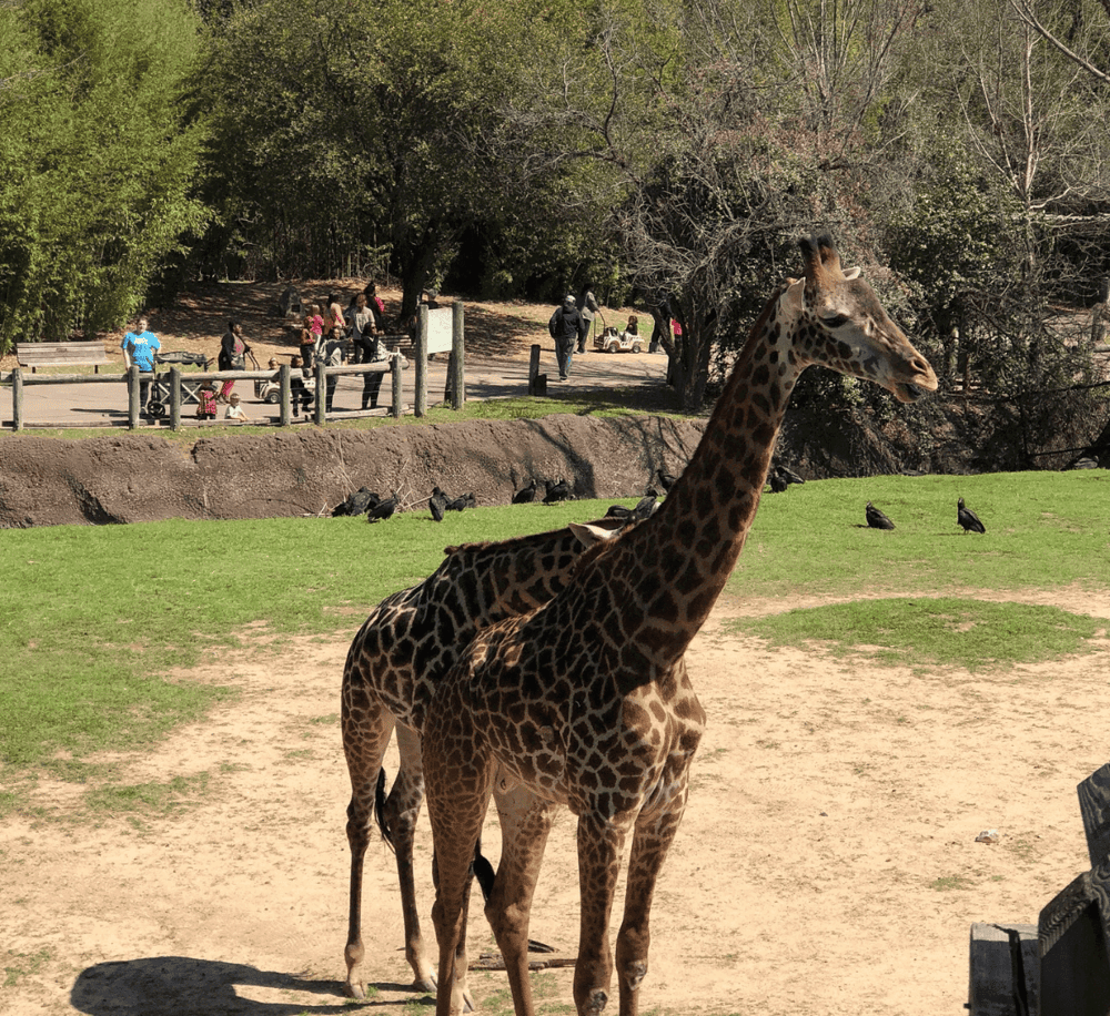 Giraffes at a zoo exhibit with visitors observing in the background, nature setting with trees and birds, wildlife and animal adventure.