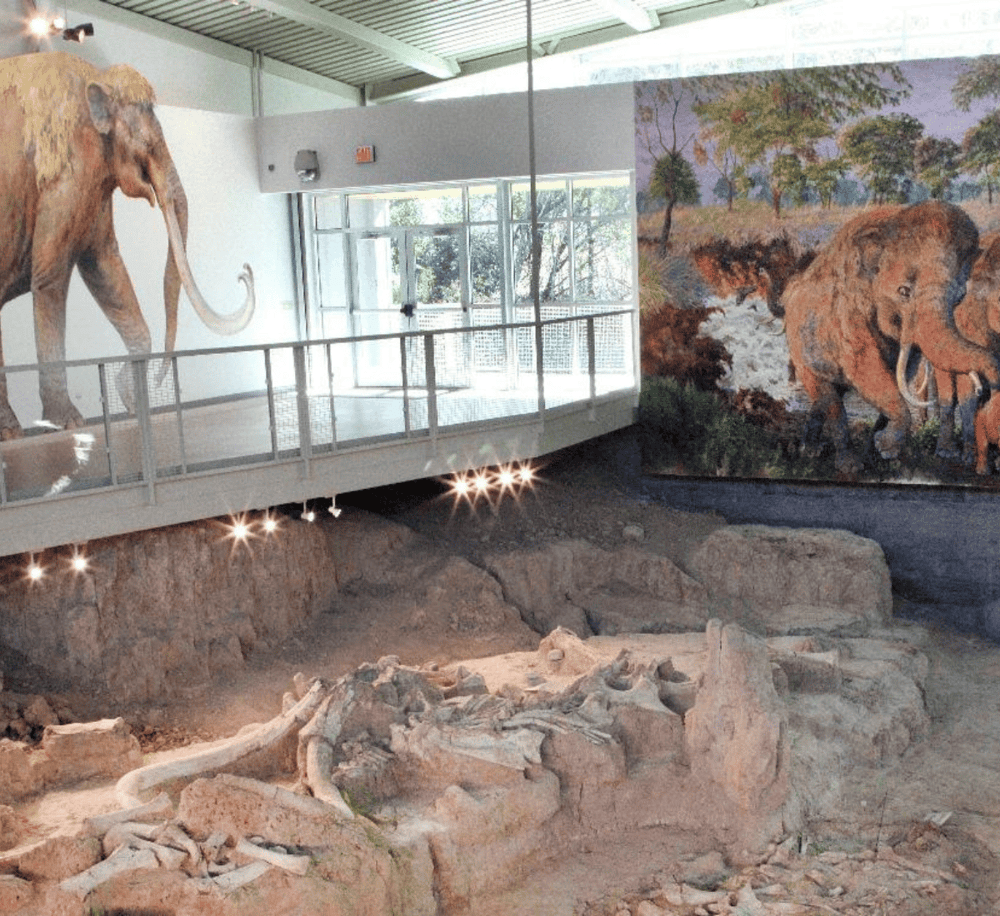 Elephant exhibit at Quest for Directions museum with dinosaur fossils in the foreground.
