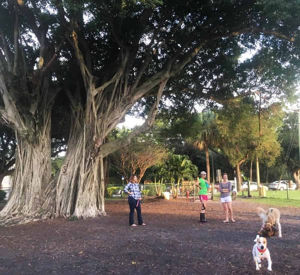 Large park with big tree, people, and dogs, perfect for outdoor activities and community gatherings.