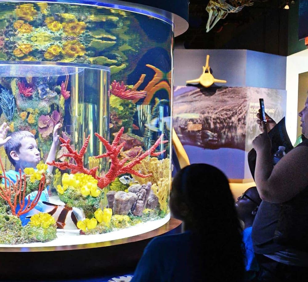 Colorful aquarium with child observing marine life and coral reef exhibit, engaging in aquatic exploration at QuestForDirections.
