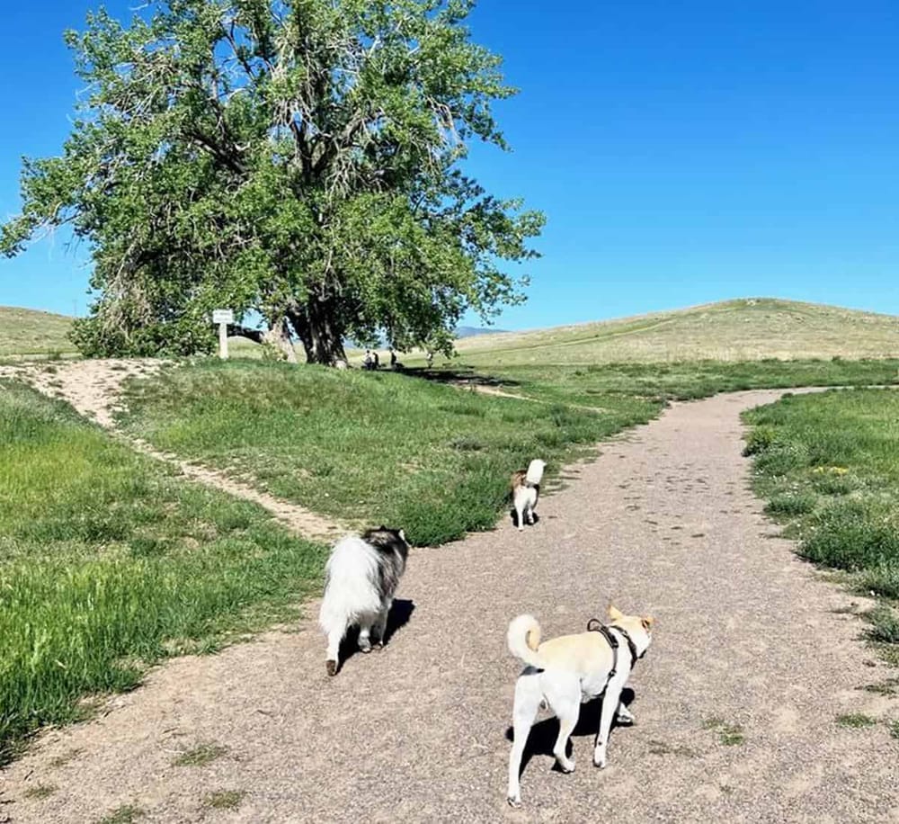 1. Dog-friendly outdoor adventure trail with scenic park views and green grass.