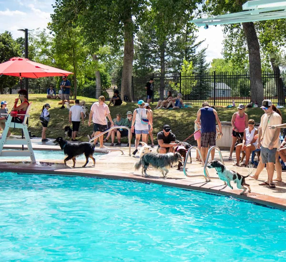 Dogs at a community pool enjoying a sunny day with people relaxing by the water.