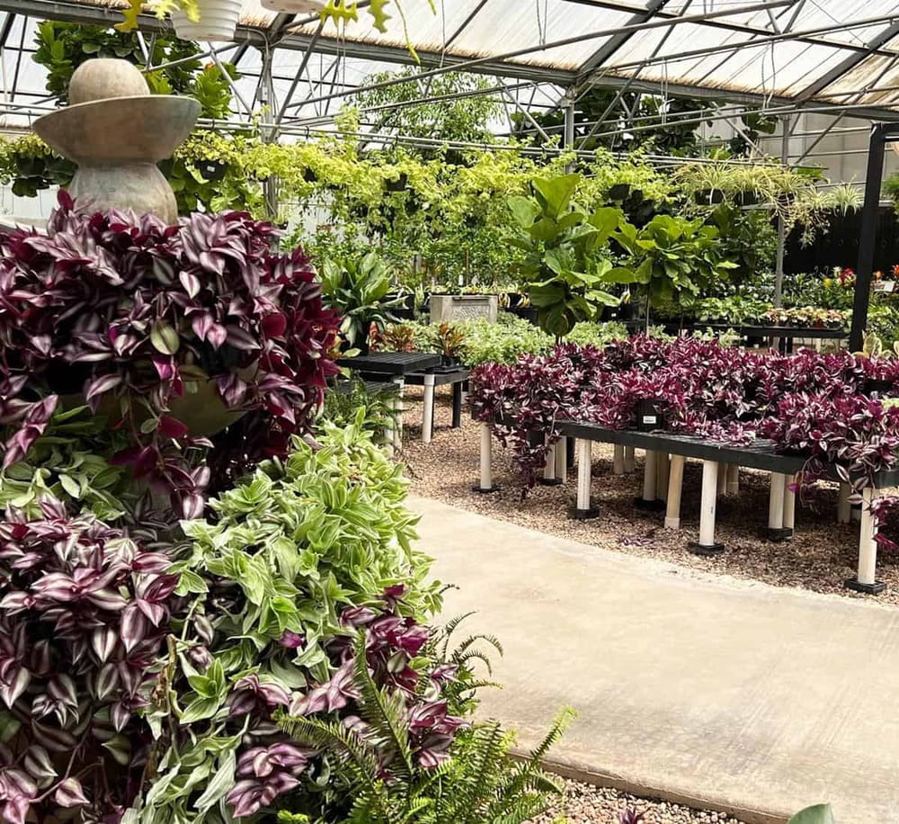Vibrant greenhouse with diverse plants and lush greenery, perfect for garden enthusiasts and nature lovers.