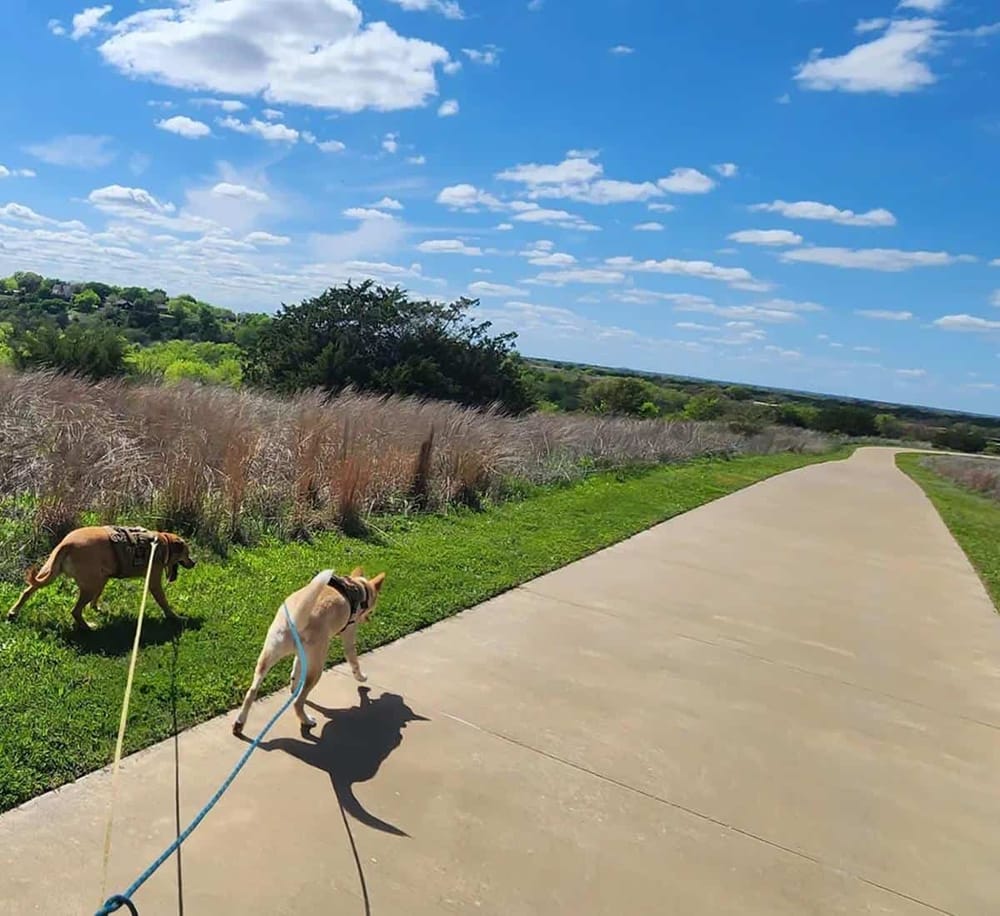 Dogs walking on a scenic country trail under a blue sky with clouds, ideal for outdoor adventures and nature exploration.