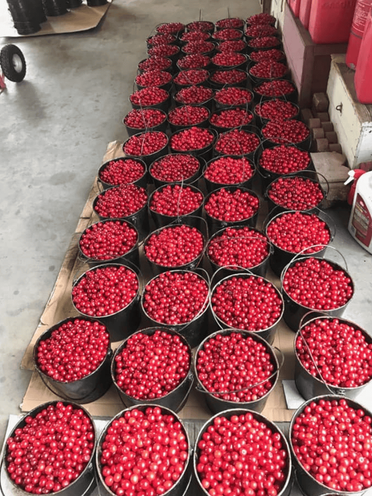 Red cherries in black buckets for harvest or sale at a farm or marketplace.