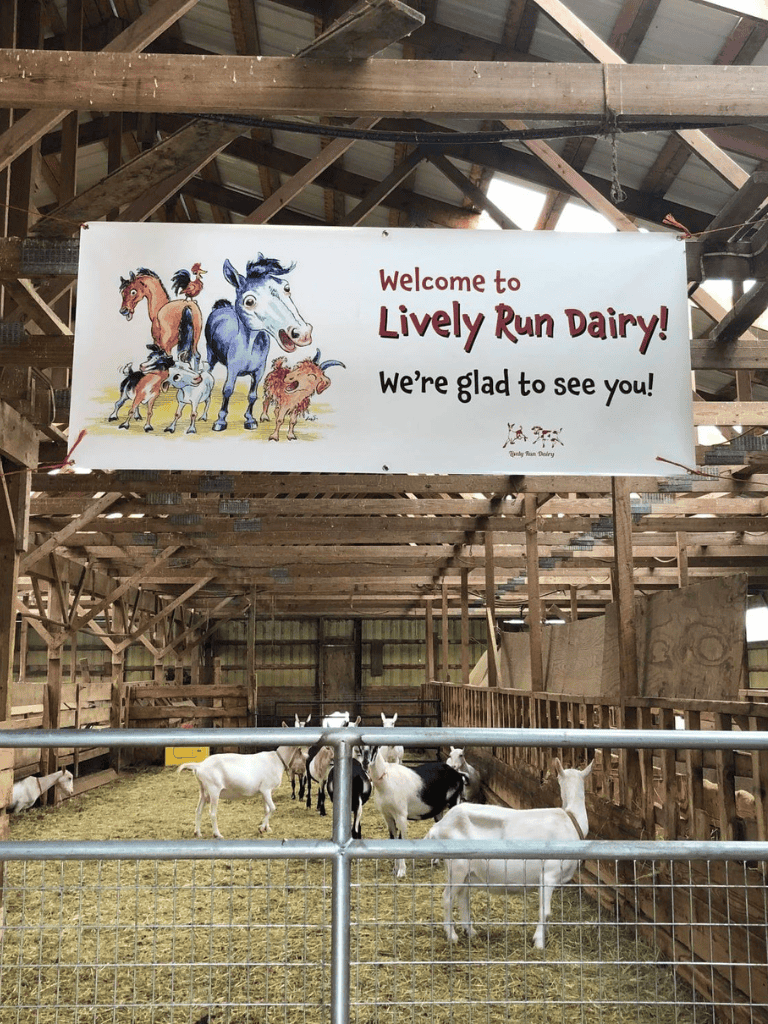 Colorful farm animal illustration with goats and cows at Lively Run Dairy farm.