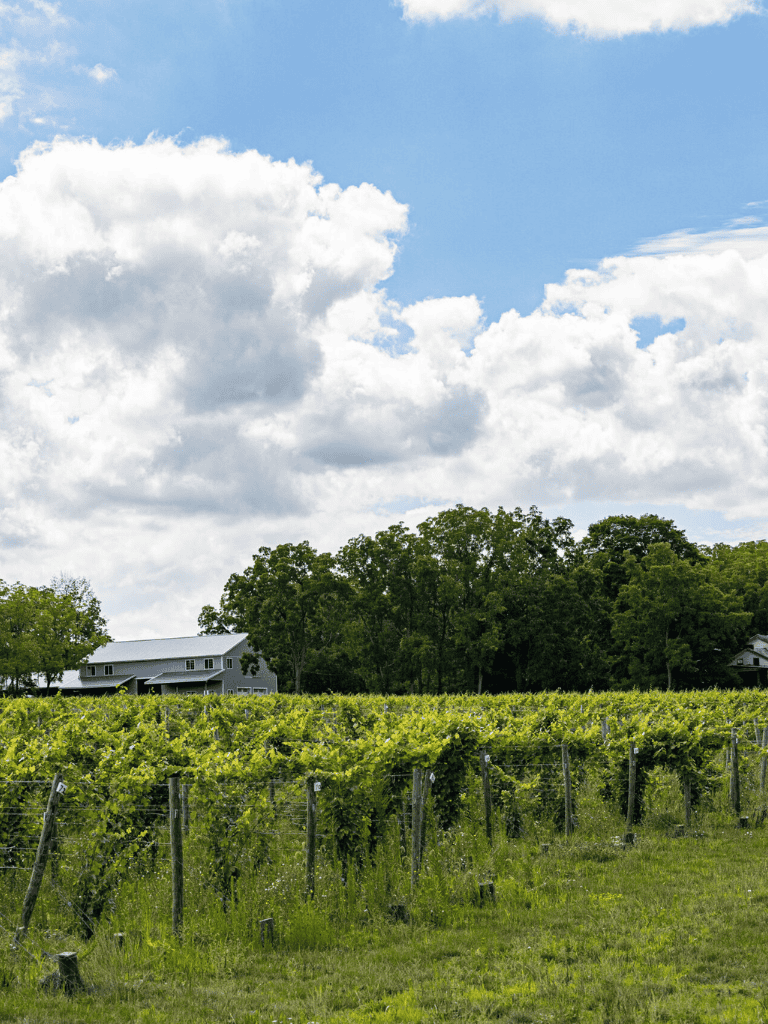 Lush vineyard under blue sky with clouds and modern house in the background.