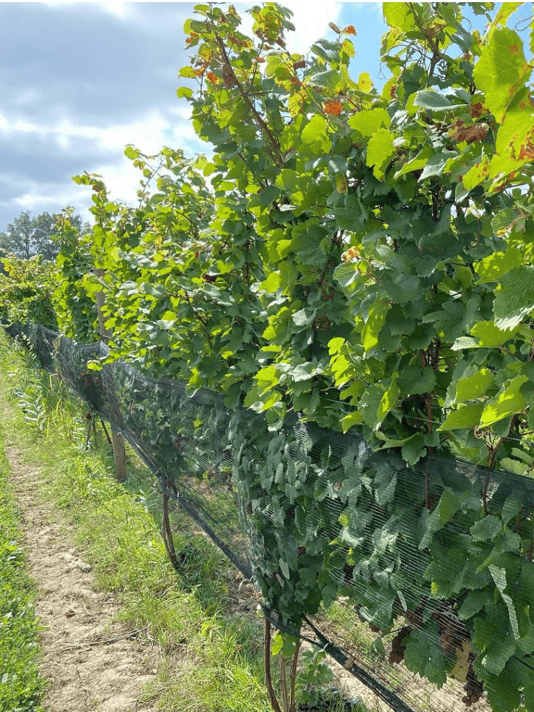 Vineyard grapevines with protective netting in sunny farm setting for sustainable wine production.