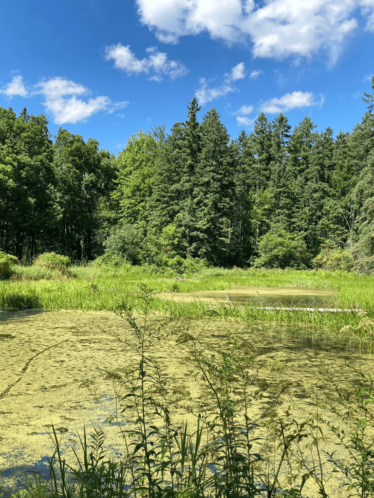 Lush green pond surrounded by dense trees under bright blue sky, ideal for outdoor adventures in nature.