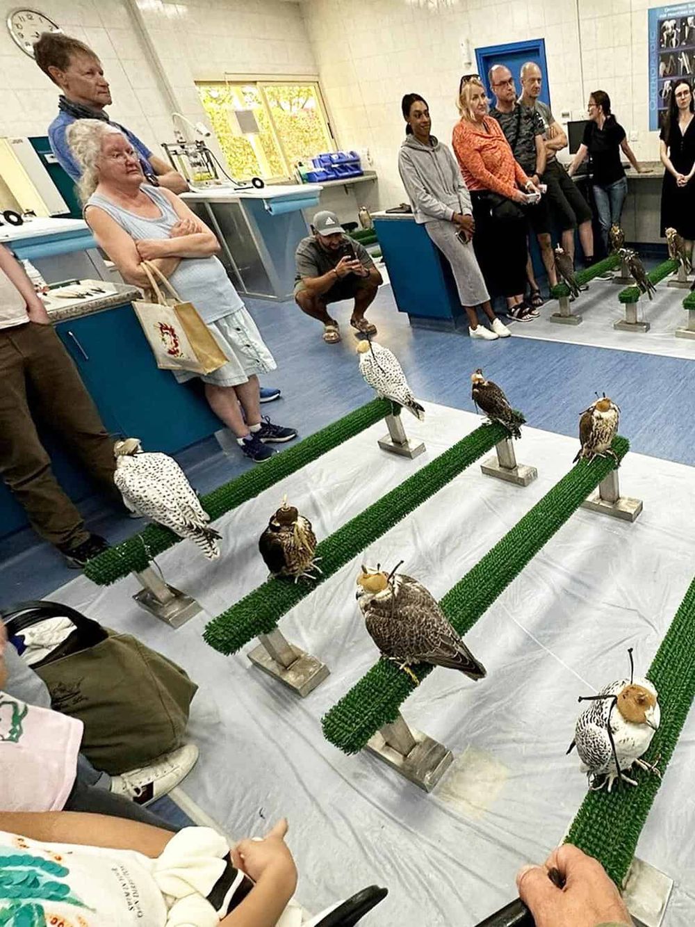 Colorful bird display with raptors at Quest For Directions educational event in a classroom setting.