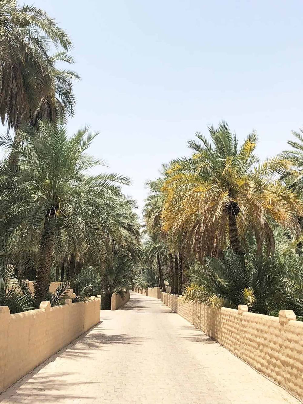 Lush palm trees along a scenic desert pathway, perfect for navigation and travel adventures.