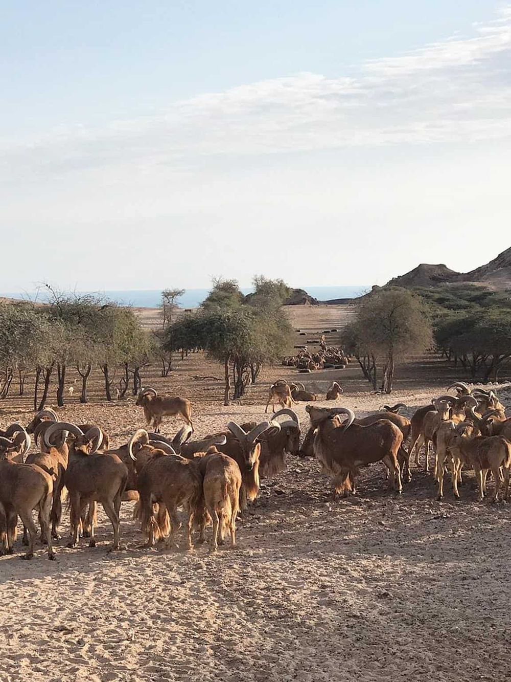 Wild goats grazing on a desert landscape with sparse trees and distant mountains, showcasing adventure travel at QuestForDirections.