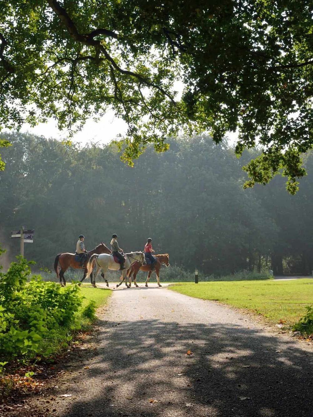 Peaceful horseback riding trail surrounded by lush greenery and tall trees, perfect for outdoor adventures.