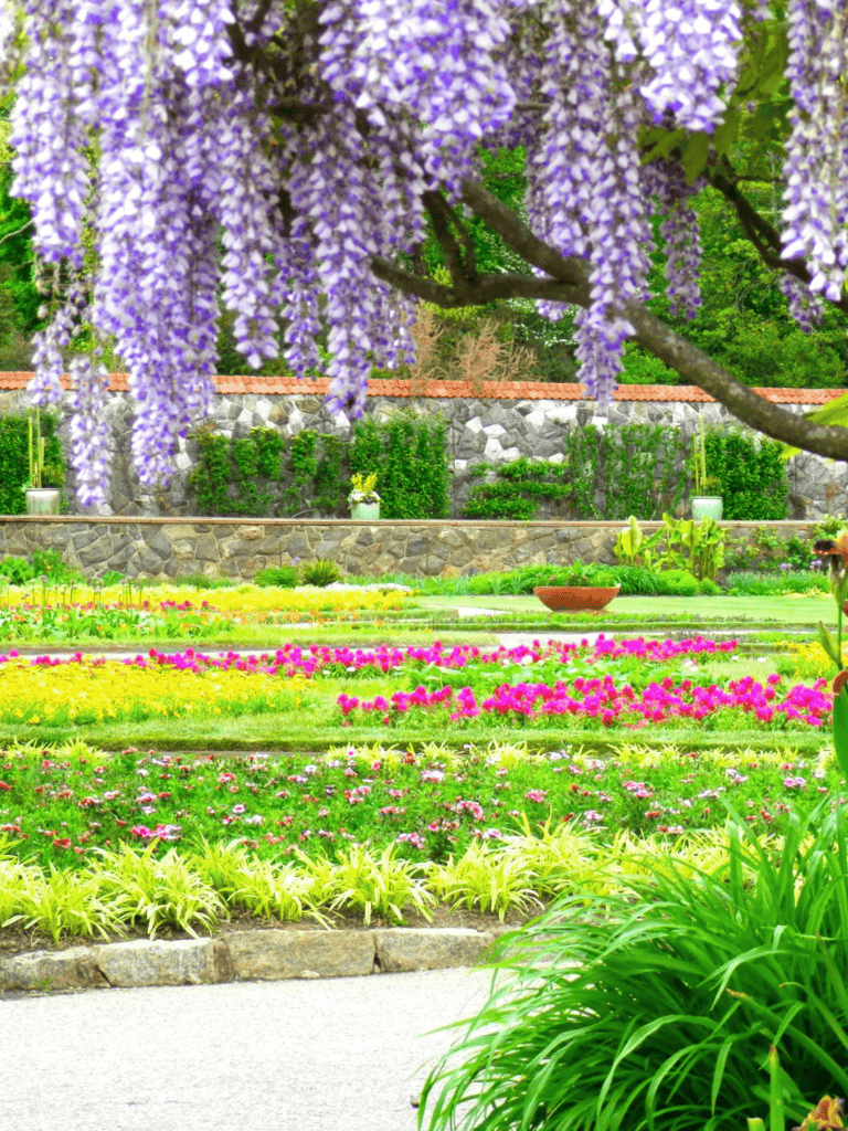 Vibrant garden with colorful flowers and purple wisteria overhead, scenic outdoor landscape.